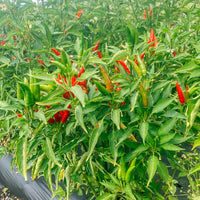Yunnan Cayenne Pepper Seeds – Capsicum frutescens Planting Seeds