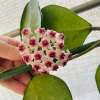 Hoya Obovata ‘Splash’ – Heirloom, Non-GMO, Easy-to-Grow Tropical Houseplant