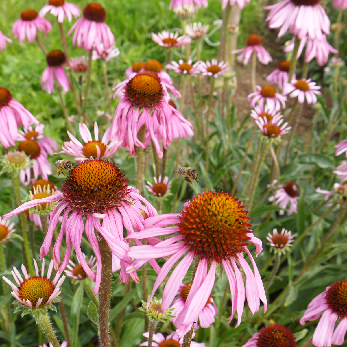 Echinacea angustifolia Narrow-Leaved Coneflower with slender leaves and pink-purple flower heads