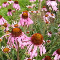 Echinacea angustifolia Narrow-Leaved Coneflower with slender leaves and pink-purple flower heads