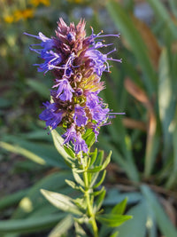 Hyssop Seeds – Hyssopus officinalis Herb Plant