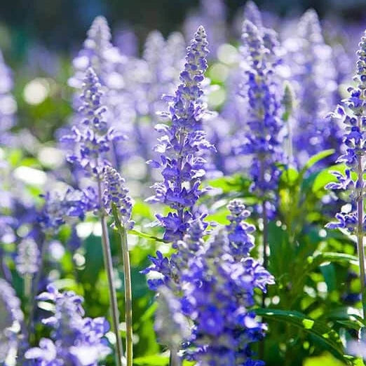 Official Hyssop Seeds (Hyssopus officinalis) for Herb Gardens