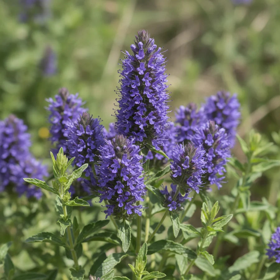 Hyssopus officinalis  Seeds – Common Hyssop Flowering Herb