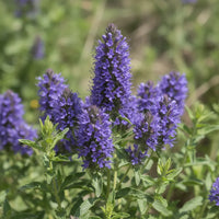 Hyssopus officinalis  Seeds – Common Hyssop Flowering Herb