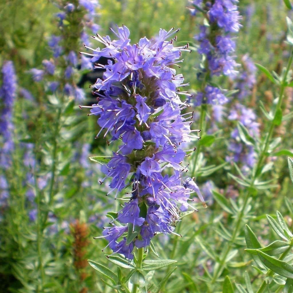 Hyssopus officinalis perennial herb featuring narrow green leaves and upright flower spikes.