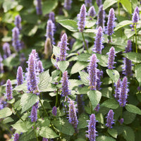 Hyssop flowering herb plant for sunny garden beds, cottage gardens, and ornamental borders.