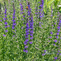 Hyssopus officinalis hyssop plant with narrow green aromatic foliage and upright flower spikes.