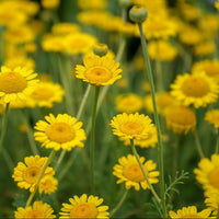 Saint John’s Chamomile (Anthemis sancti-johannis) flowering plant seeds for garden cultivation.