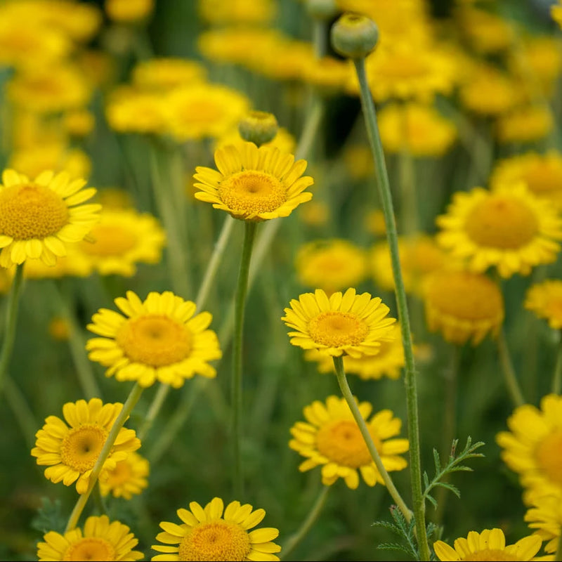 Saint John’s Chamomile (Anthemis sancti-johannis) flowering plant seeds for garden cultivation.