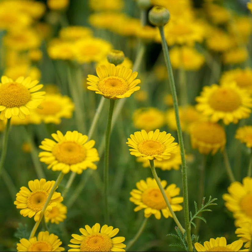 Anthemis sancti-johannis Saint John’s Chamomile botanical plant seed variety.