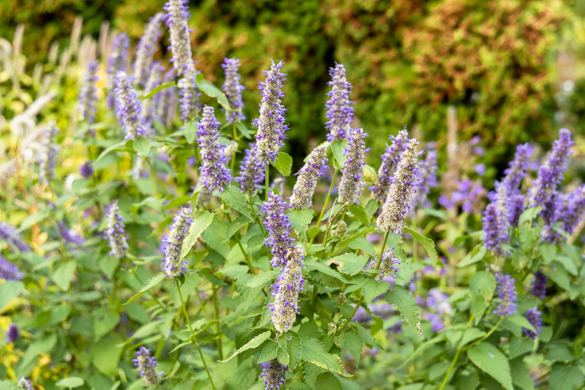 Lavender Gray Japanese – Garden Herb Seeds