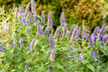 Lavender Gray Japanese – Garden Herb Seeds