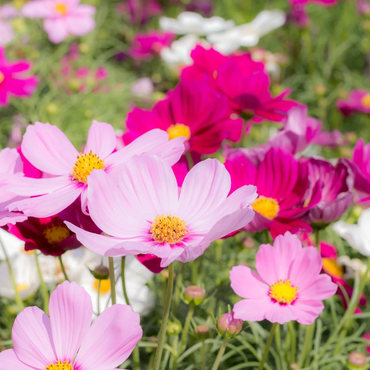 Sensation Tall Mixed Cosmos – Colorful Wildflower Garden Seeds