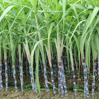 Sugarcane Plant Seeds - High-Yield Sweet Cane Variety Easy to Grow for Home & Farm Cultivation
