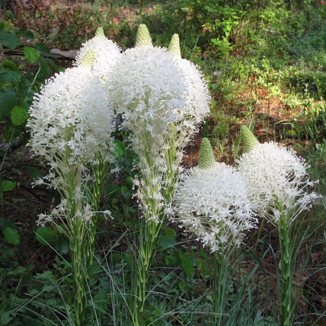 Xerophyllum tenax Bear Grass Seeds for Native Wildflower Gardens