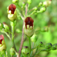 Organic Common Figwort Seeds (Scrophularia nodosa) for Woodland and Herb Gardens