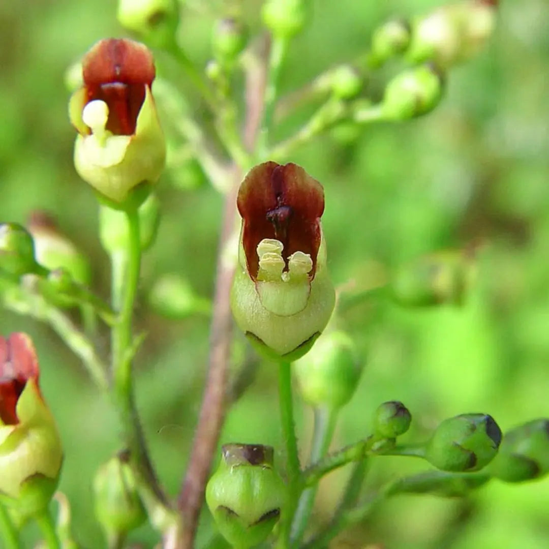 Organic Common Figwort, Seeds,Scrophularia nodosa for Herb Garden Planting