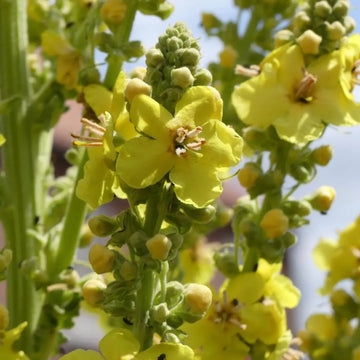 Organic Greek Mullein Verbascum olympicum seeds for ornamental garden planting