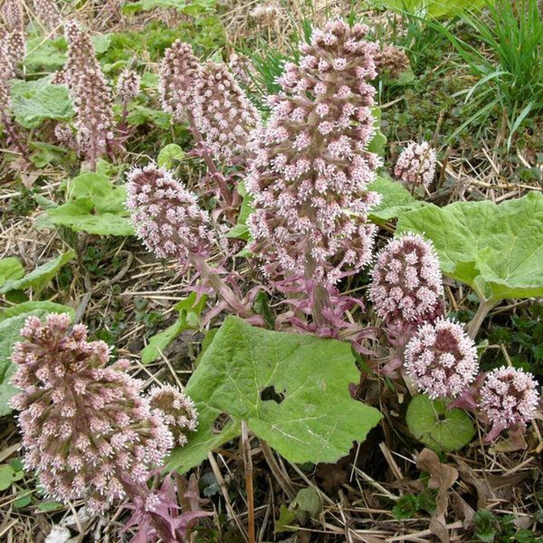 Butterbur Seeds Petasites hybridus for Home Gardens and Botanical Plant Collections
