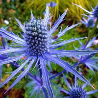 Sea Holly Seeds – Eryngium planum Flower Garden Plant