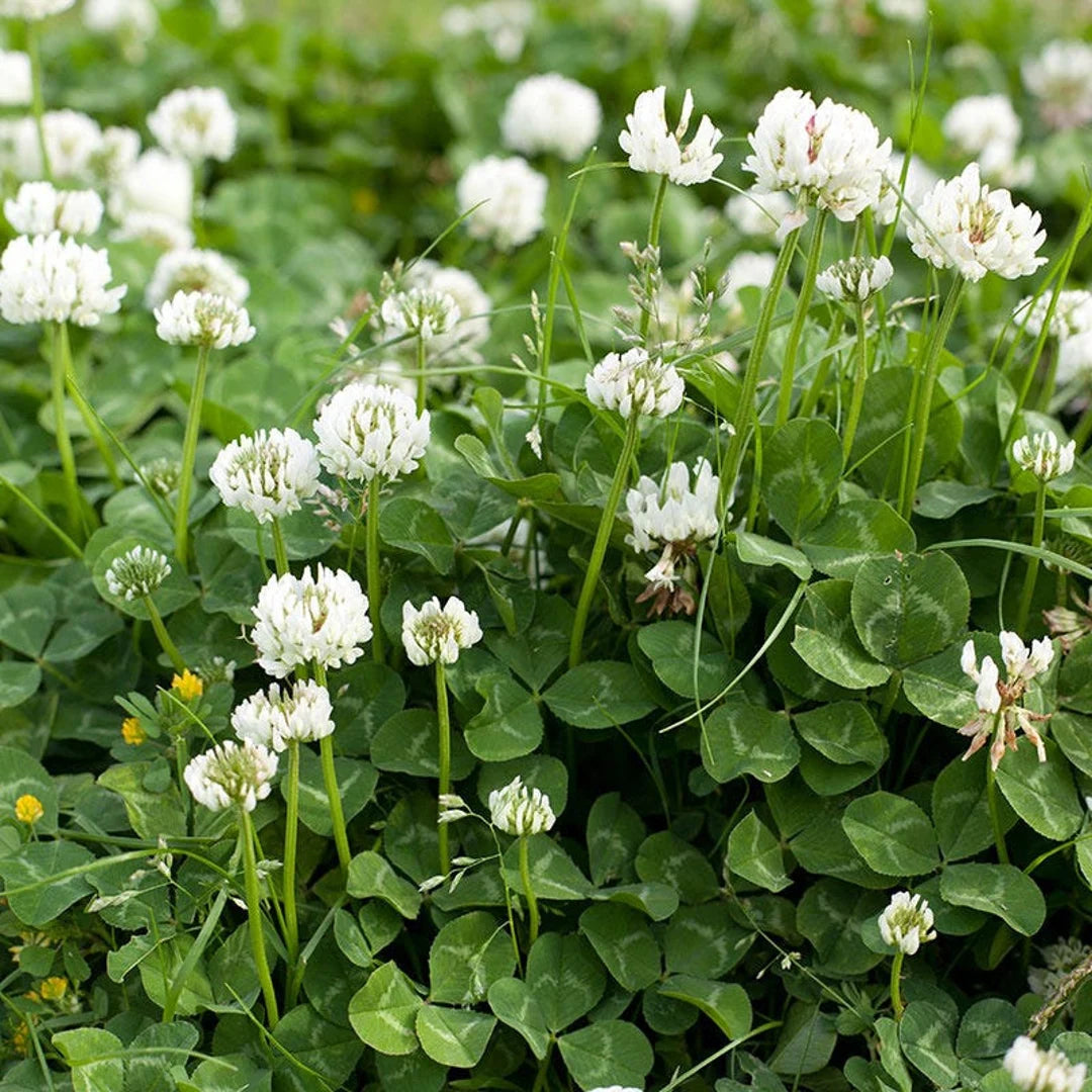 Dutch White Clover (Trifolium repens) Seeds for Planting – Heirloom, Non-GMO, Drought-Tolerant, Perennial Ground Cover