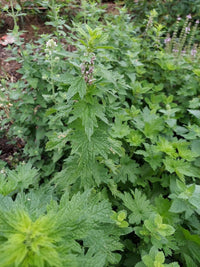 Leonurus cardiaca Motherwort plant with deeply lobed green leaves