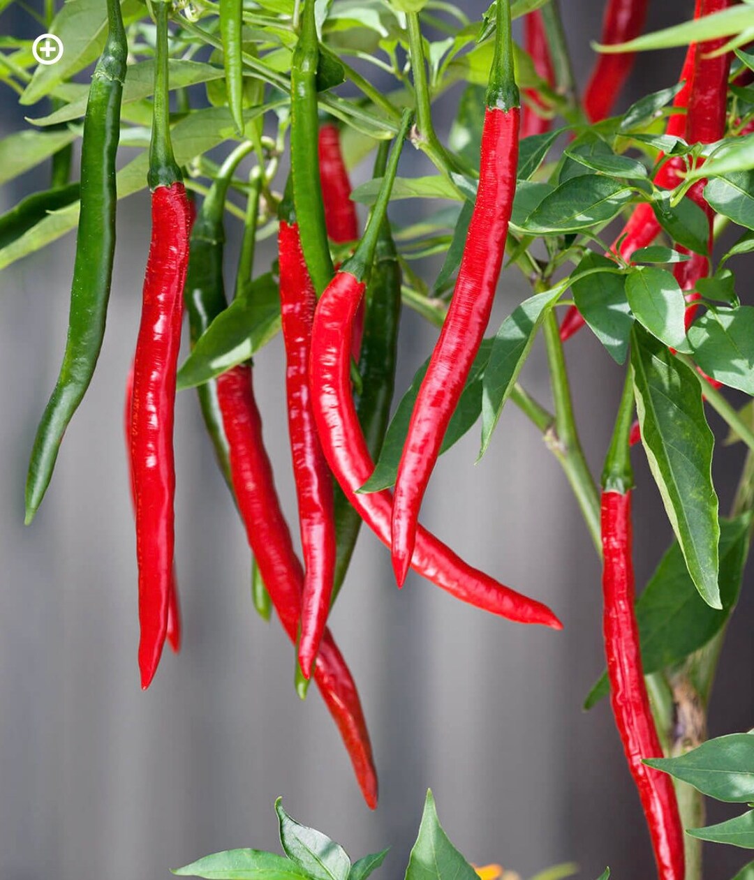 Yunnan Cayenne Pepper Seeds – Capsicum frutescens Planting Seeds