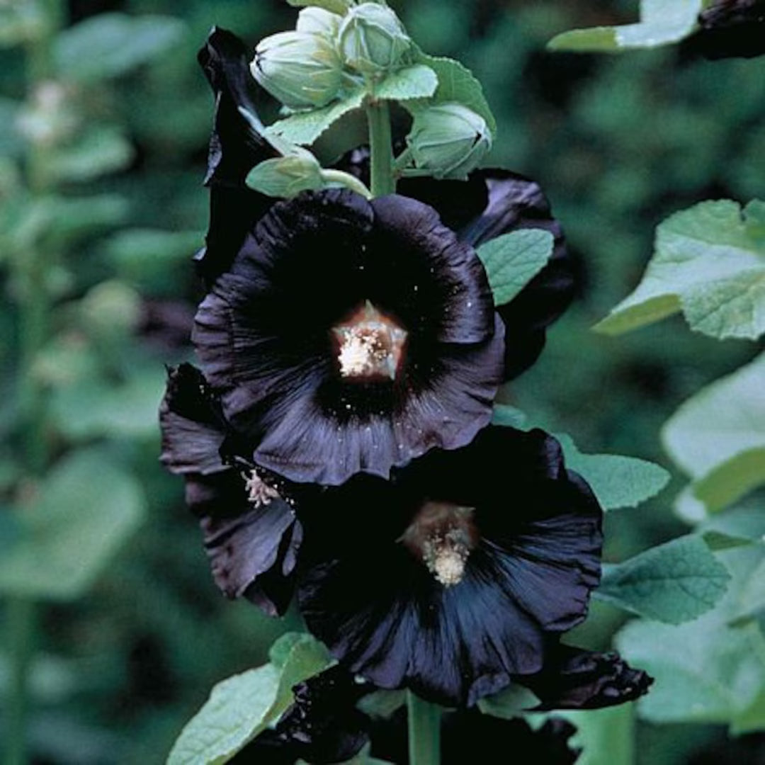 Arabian Nights Hollyhock Seeds – Alcea rosea var. nigra for Flower Gardens