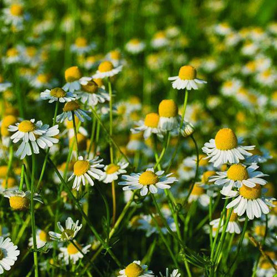 German Chamomile plant with finely divided green foliage and white petals with yellow centers