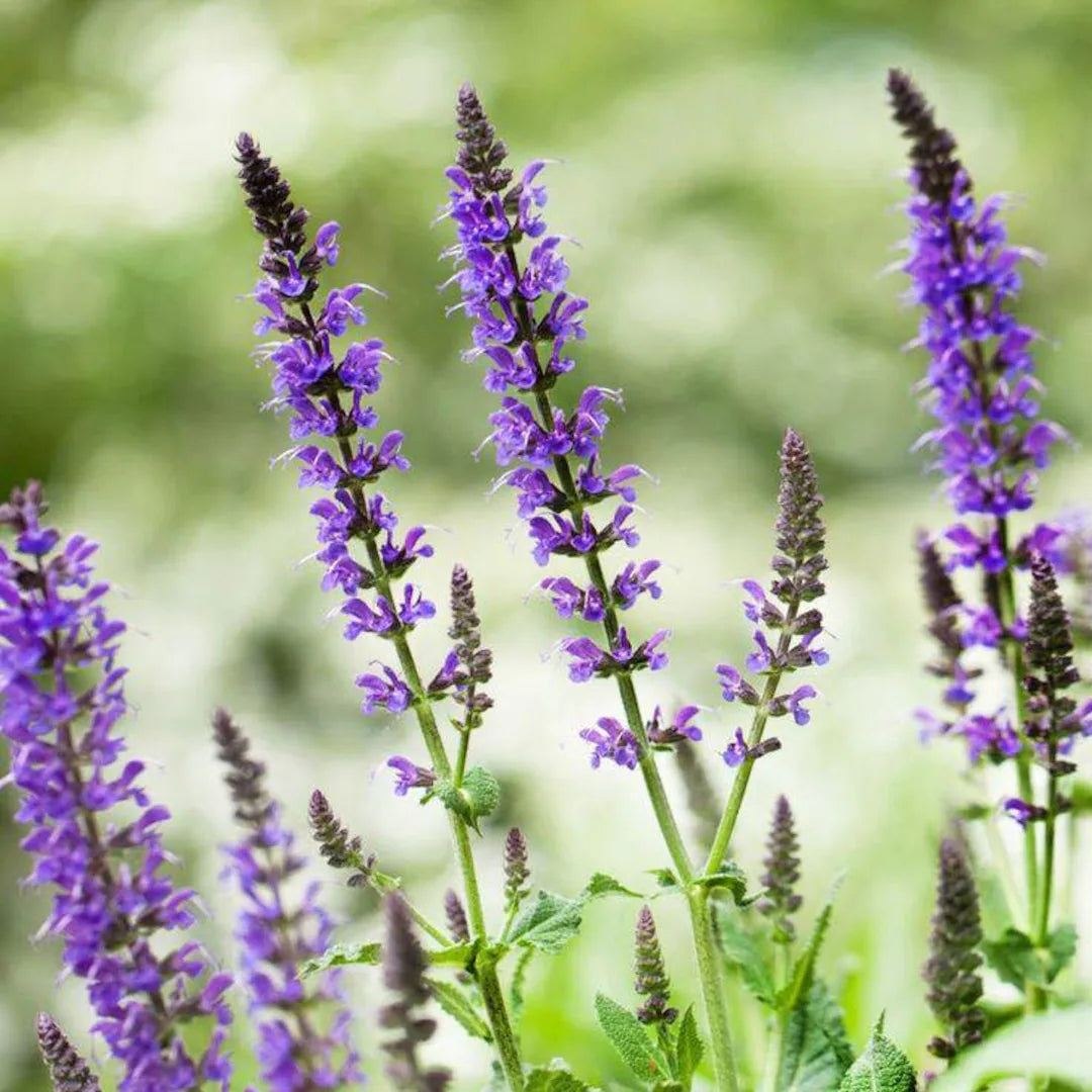 Mexican White Chia Salvia hispanica plant seeds for garden planting