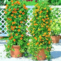 Thunbergia (Black-Eyed Susan Vine) Seeds for Planting – Heirloom, Non-GMO, Easy to Grow, Climbing Annual