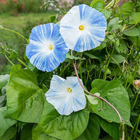 Flying Saucers Morning Glory flowering vine growing along a garden trellis