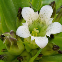 Gentiana tibetica Tibetan Gentian growing in a sheltered perennial flower garden with opposite green leaves and clustered summer blossoms.