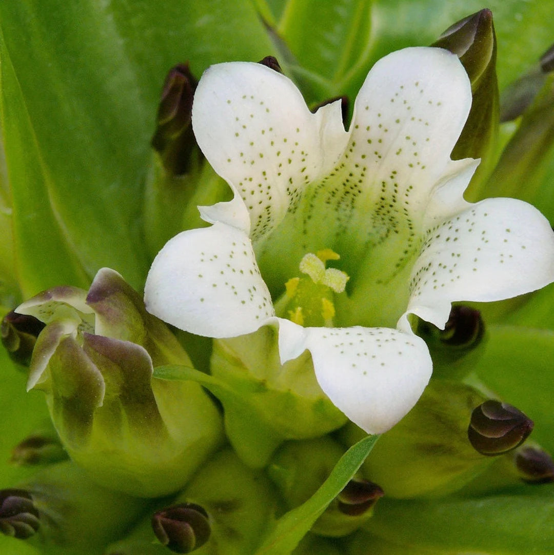 Gentiana tibetica Organic Seeds  Tibetan Gentian for Ornamental Gardens