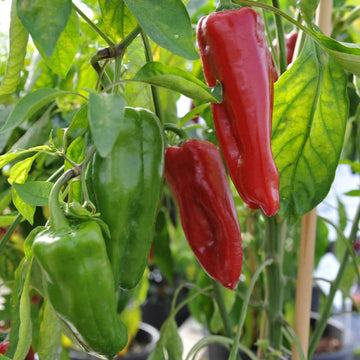 Red Marconi Sweet Pepper – Heirloom Vegetable Garden Seeds