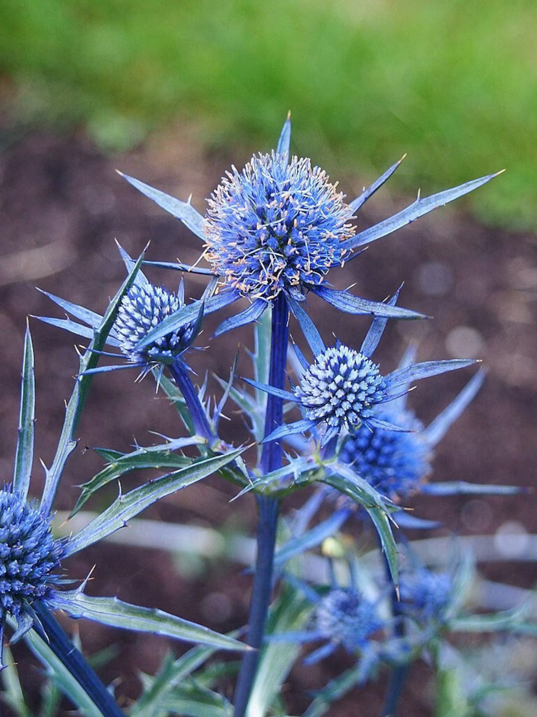 Sea Holly Seeds – Eryngium planum Flower Planting Seeds