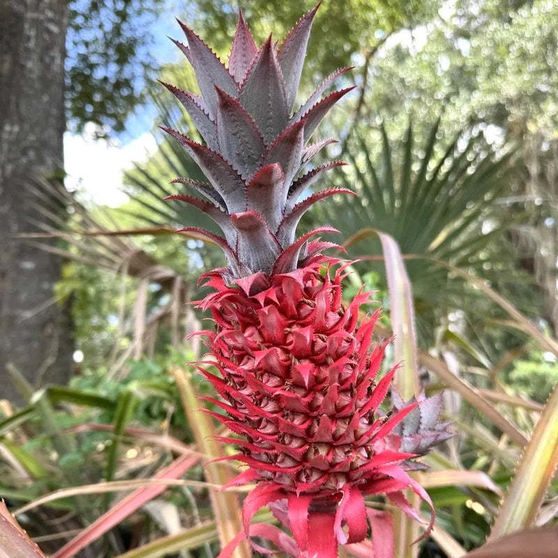 Red Spanish Pineapple (Ananas comosus) Seeds for Planting – Heirloom, Non-GMO, Easy to Grow, Tropical Fruit Variety