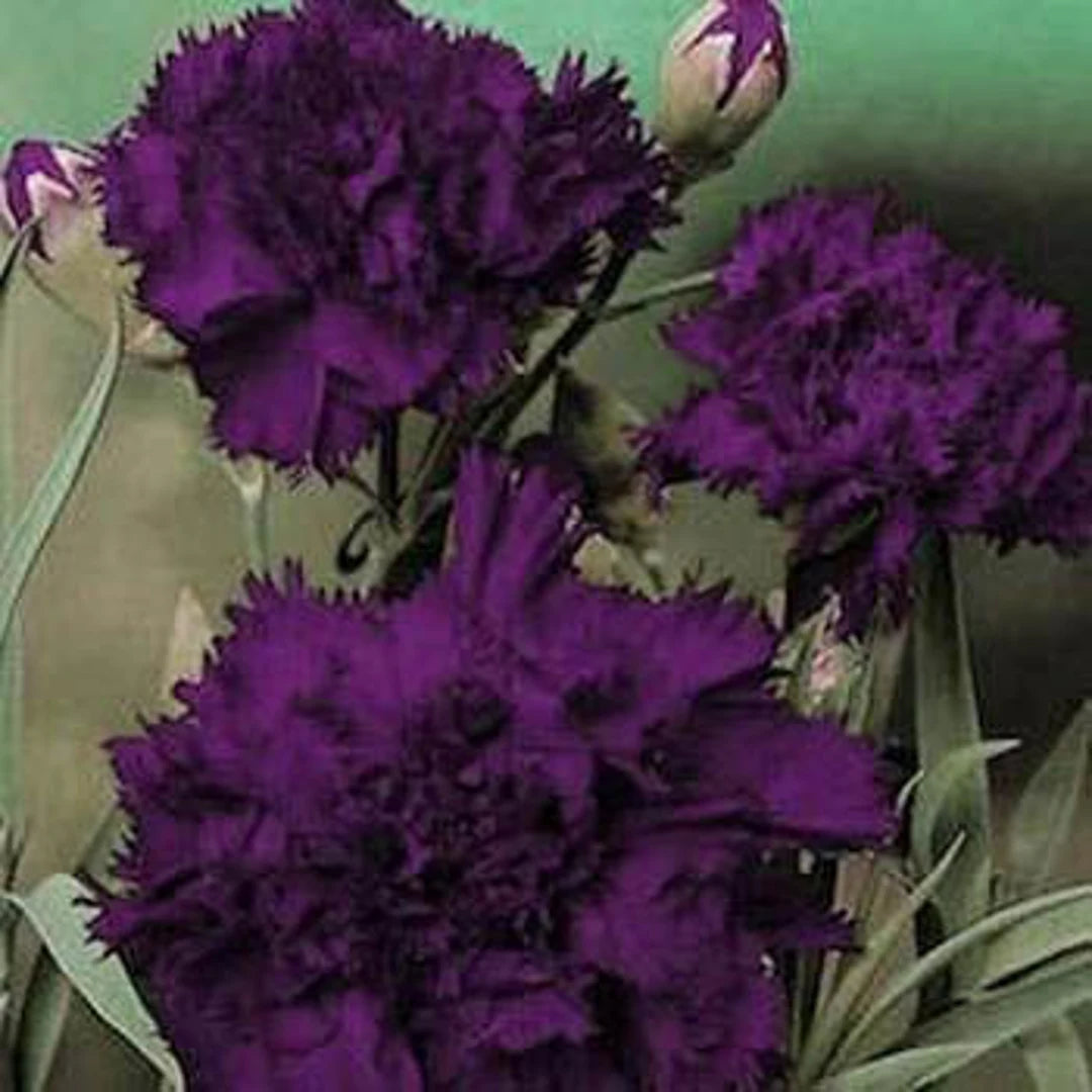 Carnation Grenadin King Of Blacks Dianthus Caryophyllus – Colorful Garden Flower Seeds