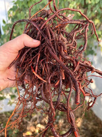 Madder dye plant garden seeds Rubia tinctorum for natural dye gardening.