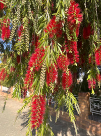 Callistemon Viminalis – Weeping Bottle Brush Tree Seeds