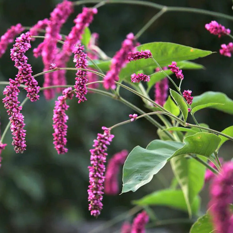 Persicaria orientalis Kiss-Me-Over-the-Garden-Gate flower plant with green leaves and cascading pink flower clusters








Do you like this personality?