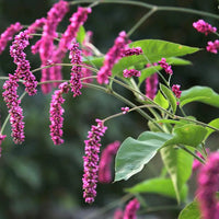 Persicaria orientalis Kiss-Me-Over-the-Garden-Gate flower plant with green leaves and cascading pink flower clusters








Do you like this personality?