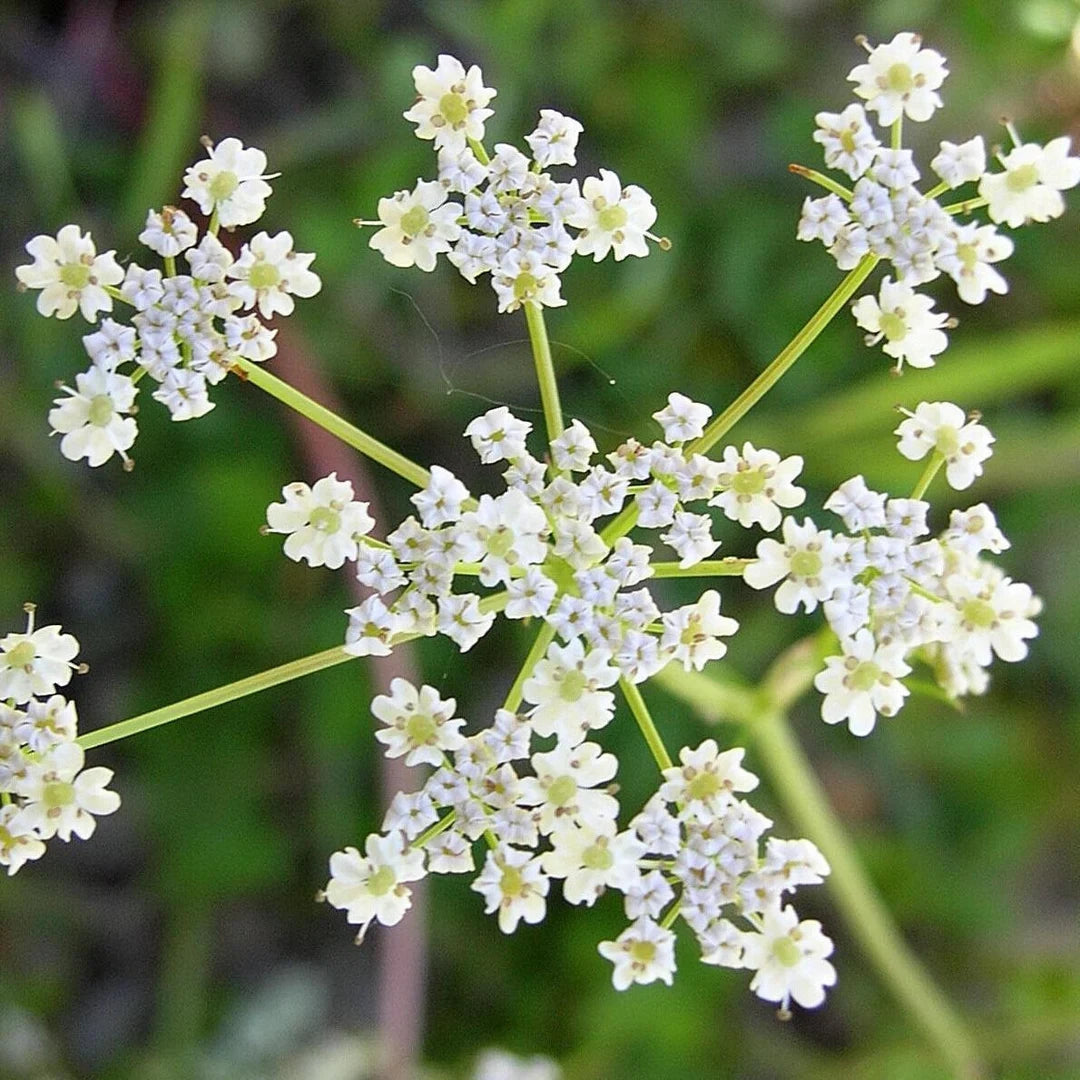 Caraway Herb Heirloom – Garden Herb Seeds