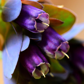 Blue Honeywort (Cerinthe major var. purpurascens) flowering plant with deep purple-blue tubular flowers, colorful bracts, and smooth blue-green foliage.