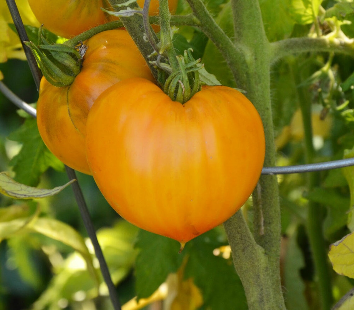 Orange Strawberry Heirloom – Historical Vegetable Seeds