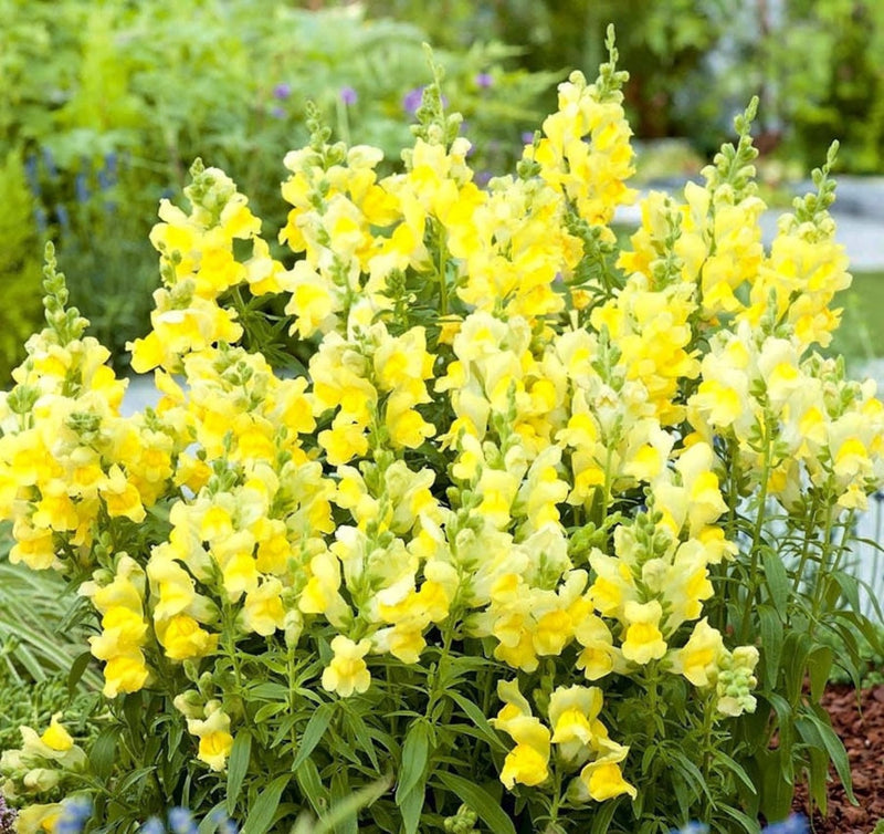 Snapdragon Antirrhinum Lemon – Colorful, Annual Herb Seeds