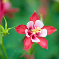 Red Star Aquilegia – Perennial Flower Seeds