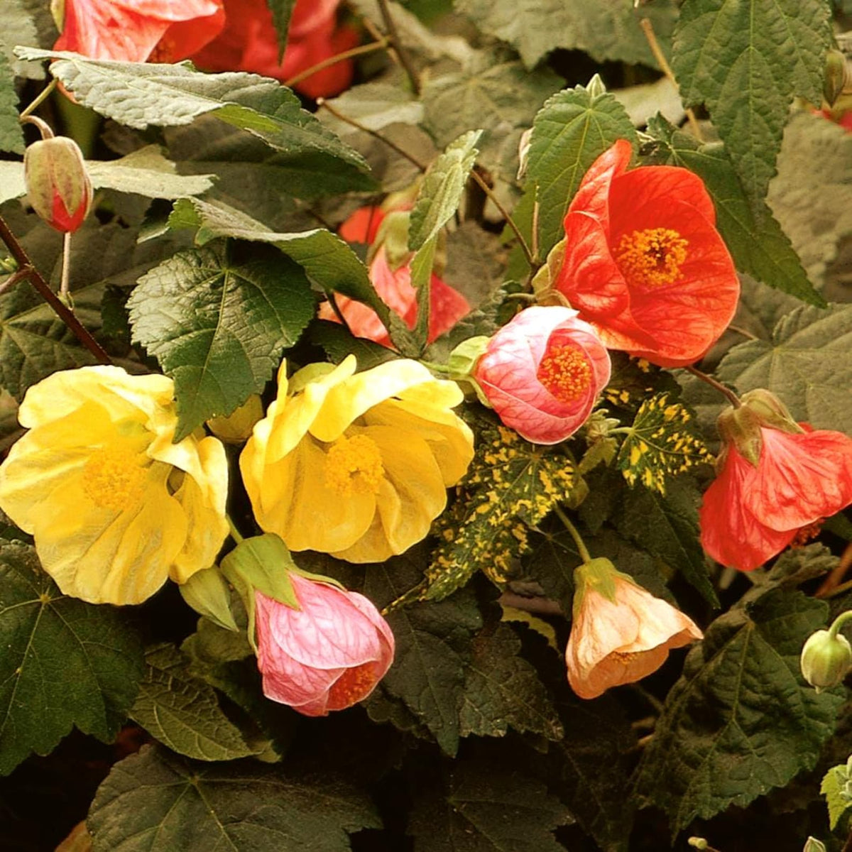 Abutilon Flower Seeds – Mixed, Perennial Flower Seeds
