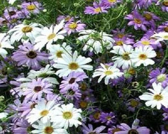 Brachycome Mixed Colors Brachycome Iberidifolia – Compact Flower Garden Seeds