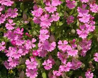 Nodding Catchfly – Hardy Wildflower Garden Seeds
